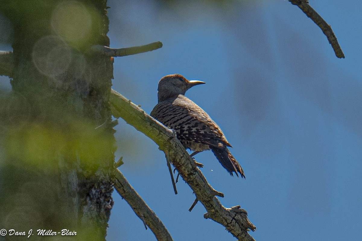 Northern Flicker - ML462572531