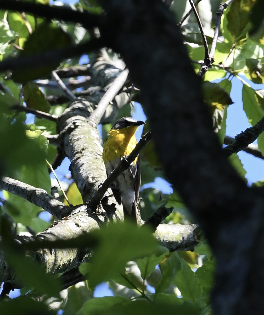 Yellow-breasted Chat - ML462573341