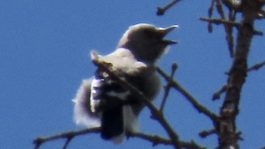 Clark's Nutcracker - ML462575021