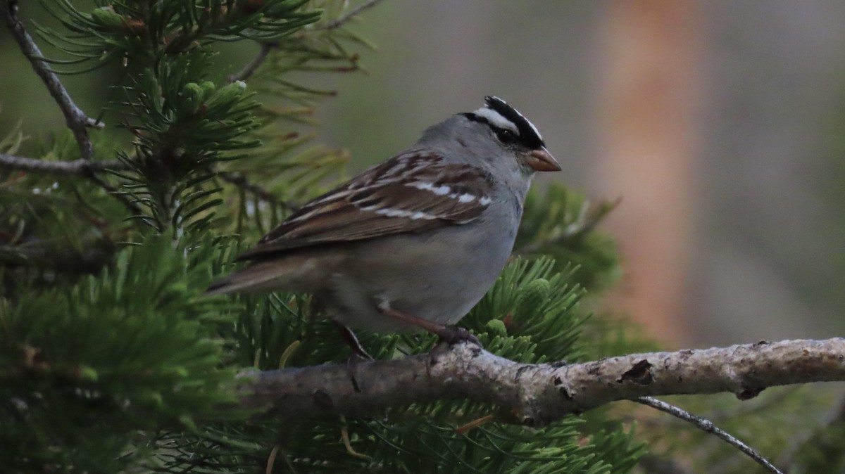 White-crowned Sparrow (oriantha) - ML462575191