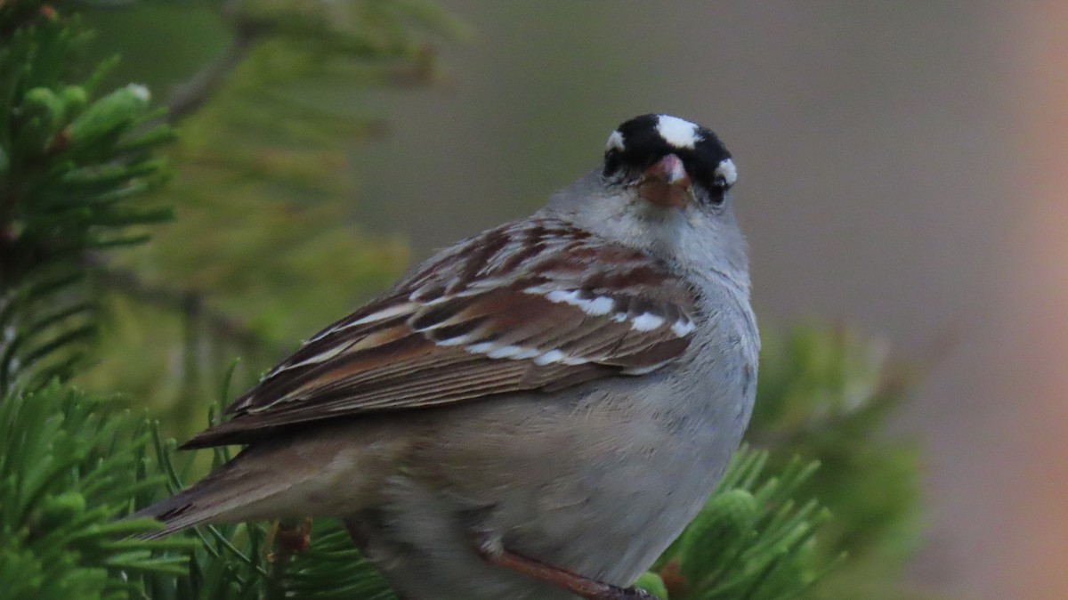 White-crowned Sparrow (oriantha) - ML462575291