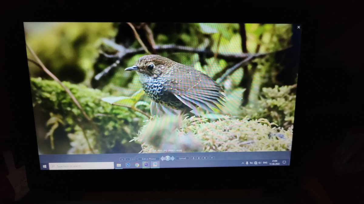 Scaly-breasted Cupwing (Himalayan) - ML462575601