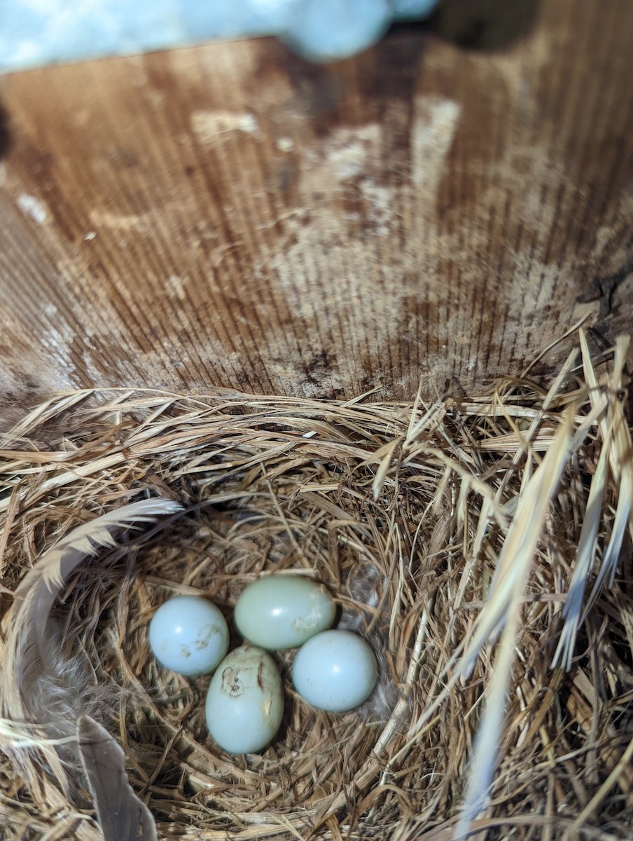 Western Bluebird - ML462576471