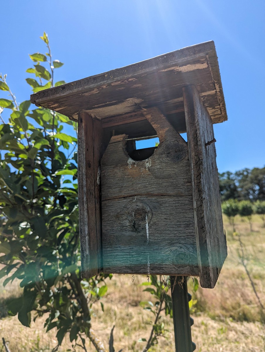 Western Bluebird - ANTHONY KENT