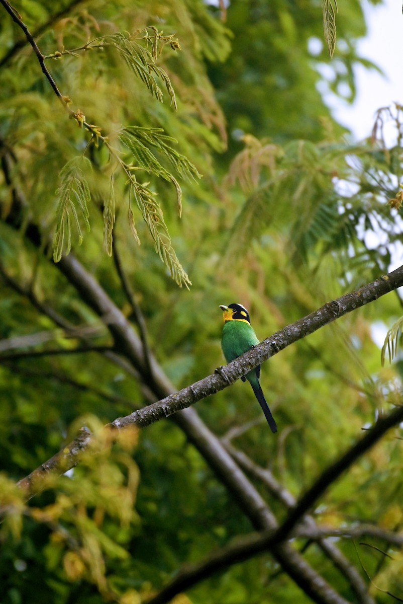 Long-tailed Broadbill - ML462577761