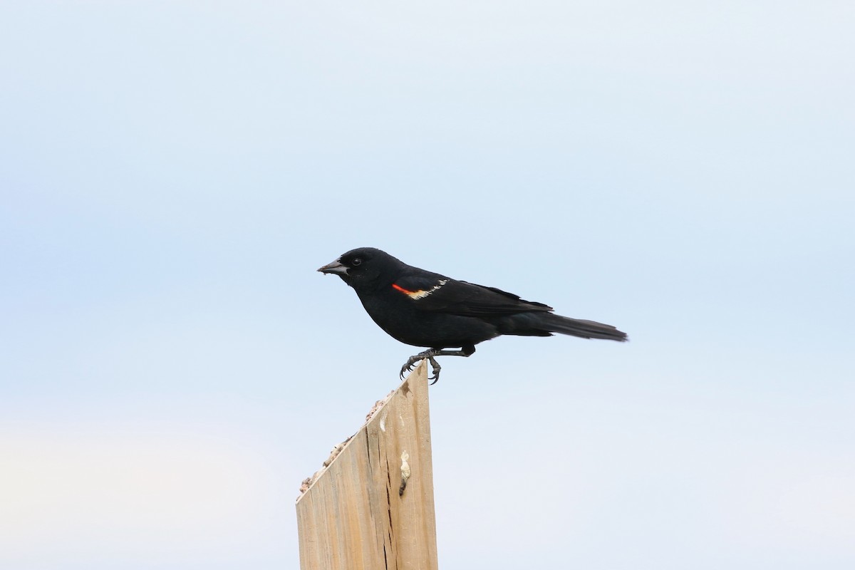 Red-winged Blackbird - ML462578081