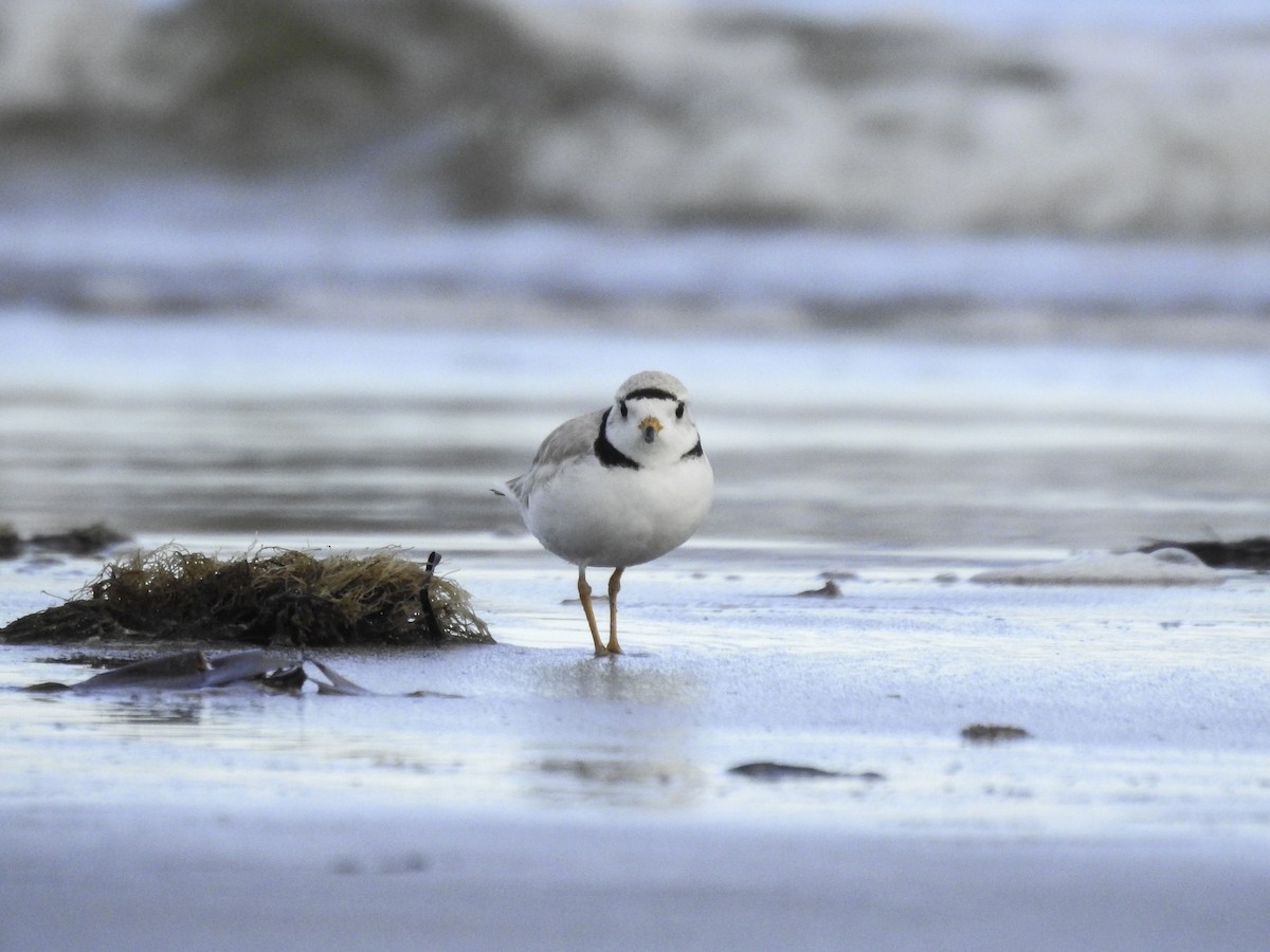 Piping Plover - Sebastián Pardo