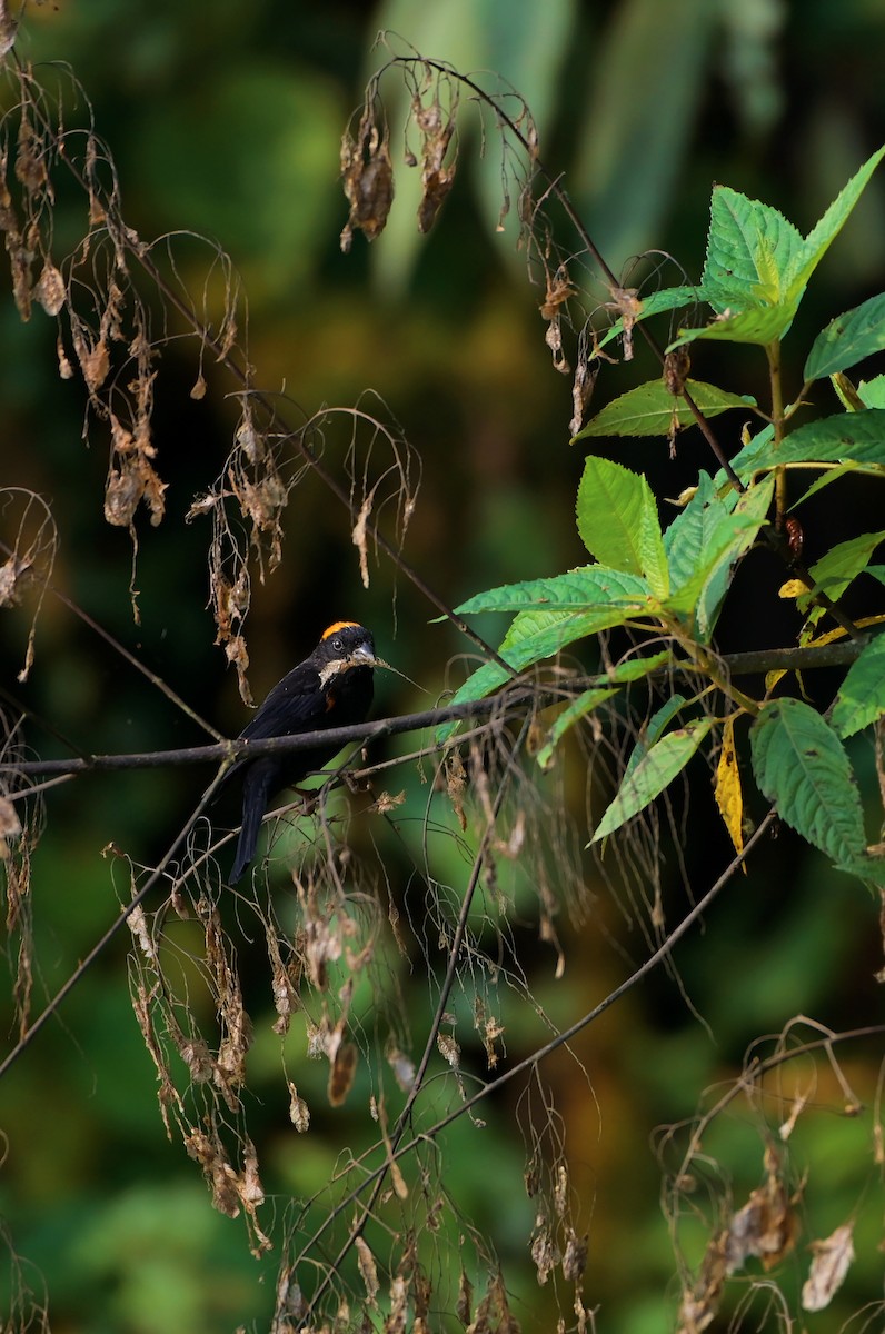 Gold-naped Finch - ML462578221