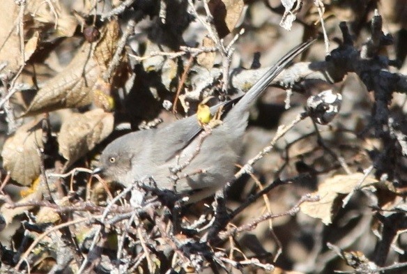 Bushtit - ML46257911