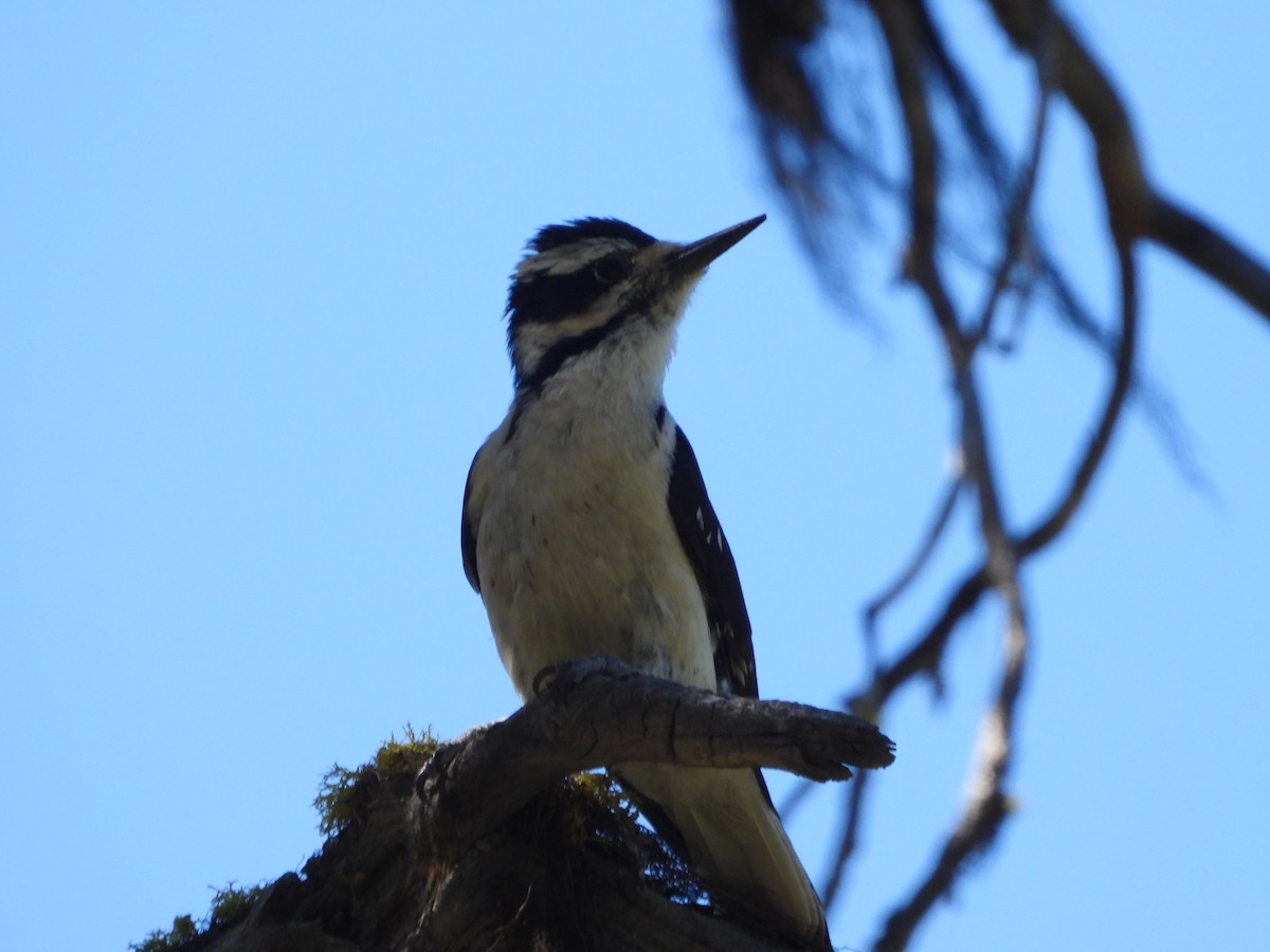 Hairy Woodpecker - ML462579171