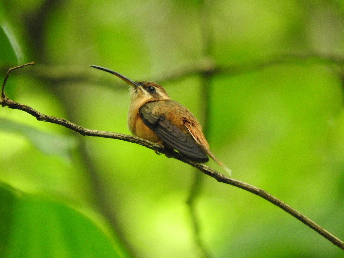 Stripe-throated Hermit - Osvaldo Balderas San Miguel