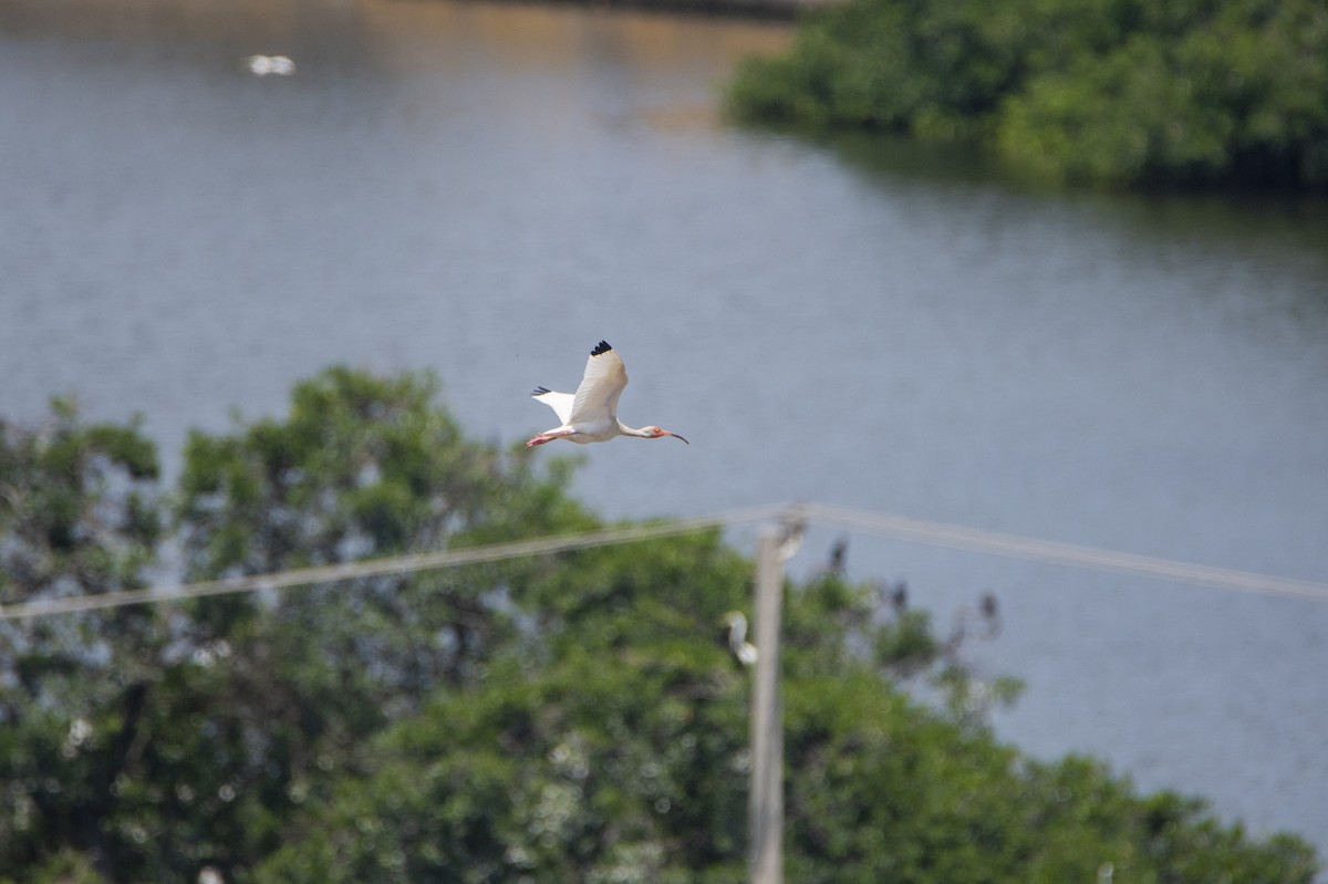 White Ibis - ML462580231