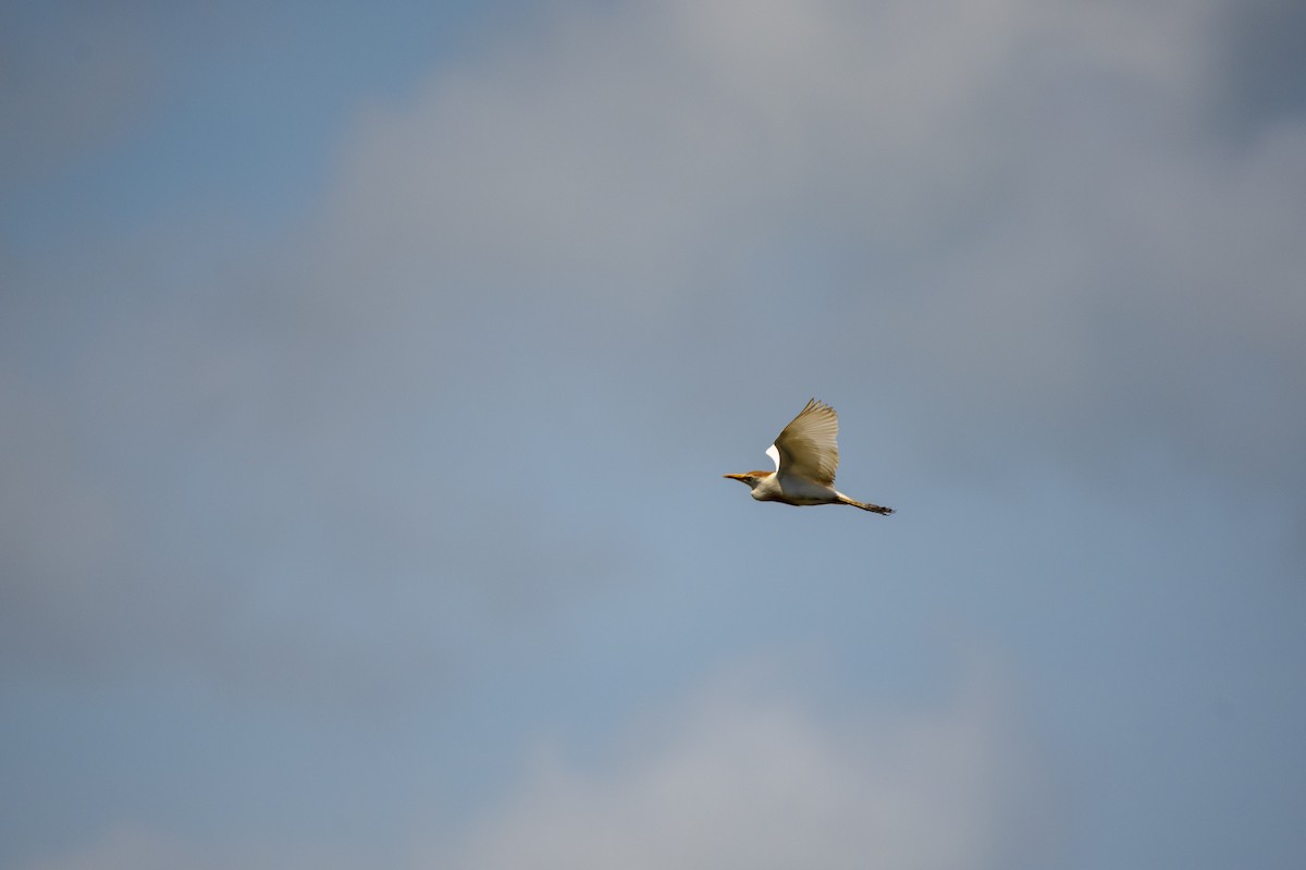 Western Cattle Egret - ML462580241