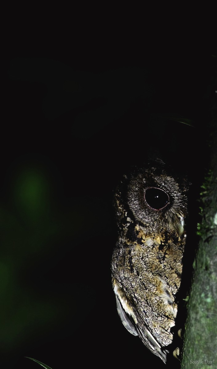 Collared Scops-Owl - Souvik Das