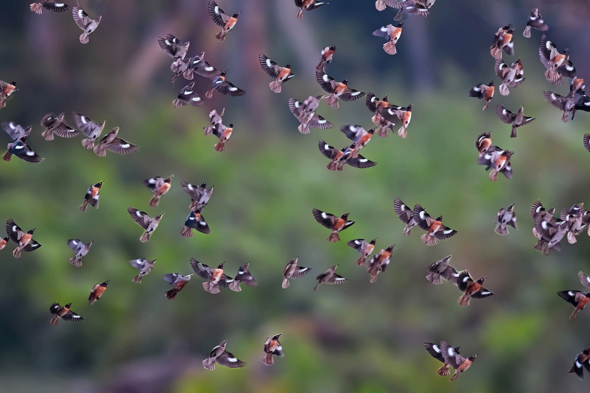 Spot-winged Starling - ML462580611