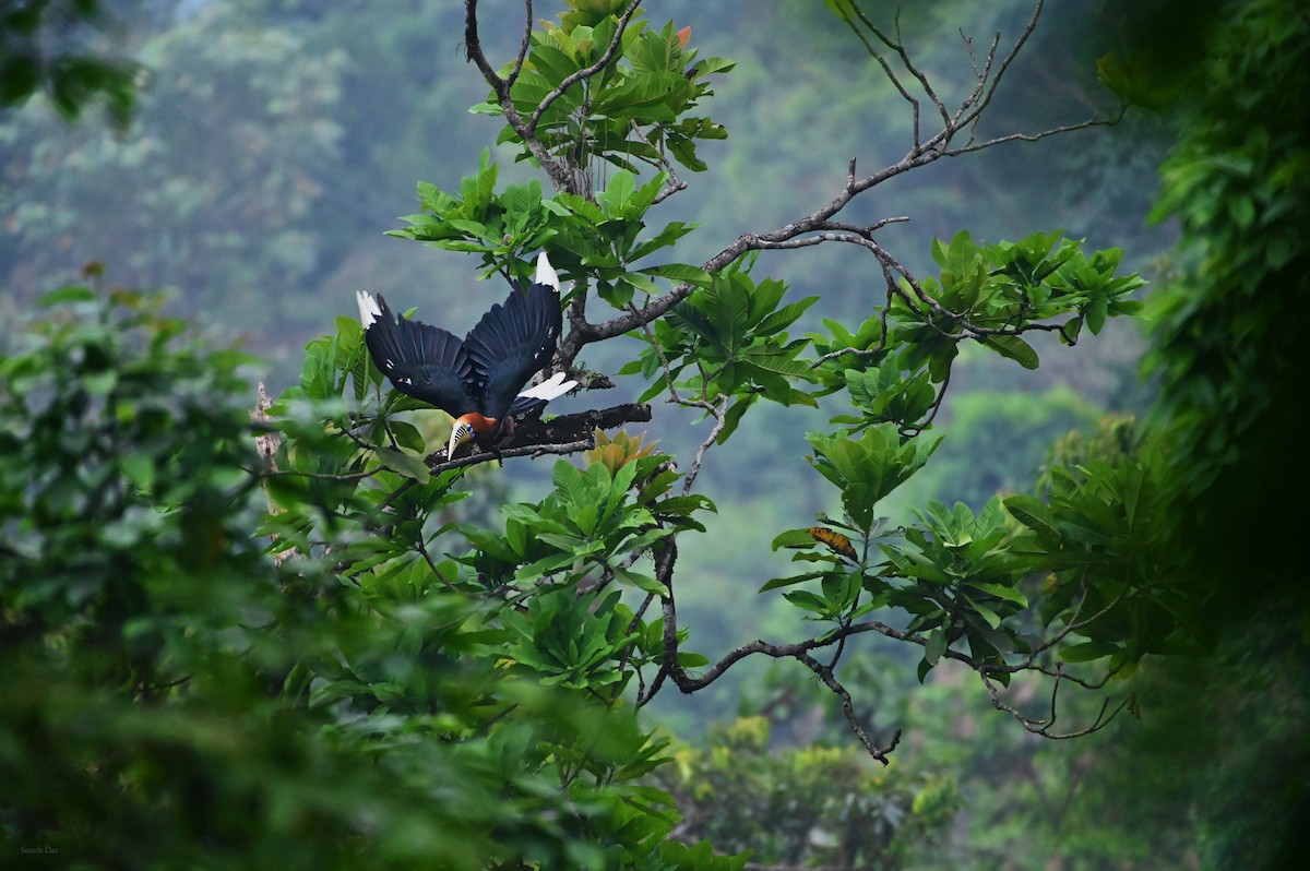 Rufous-necked Hornbill - Souvik Das