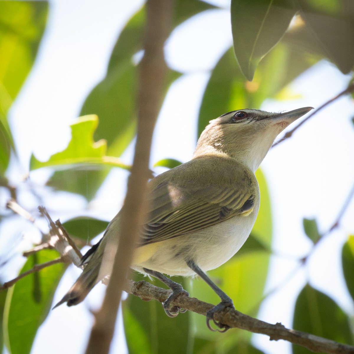 rødøyevireo - ML462580811