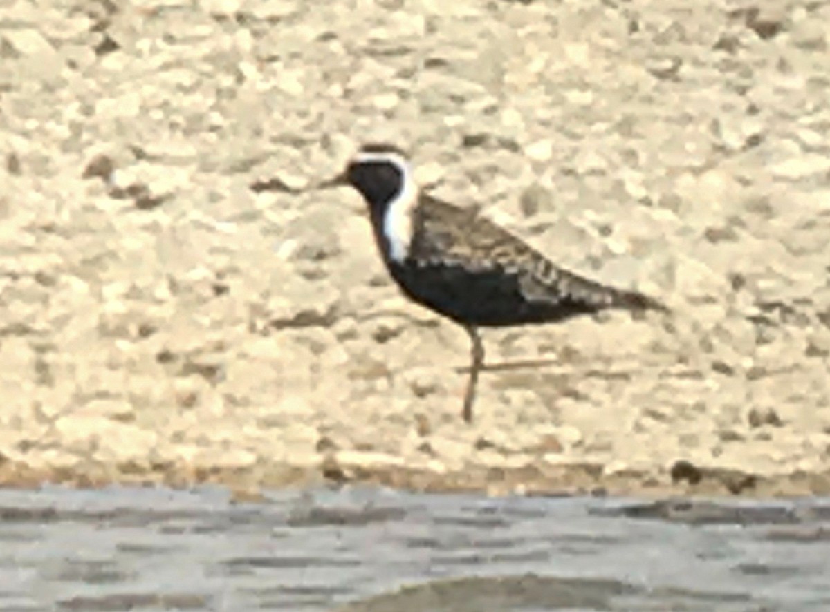 American Golden-Plover - ML462581341