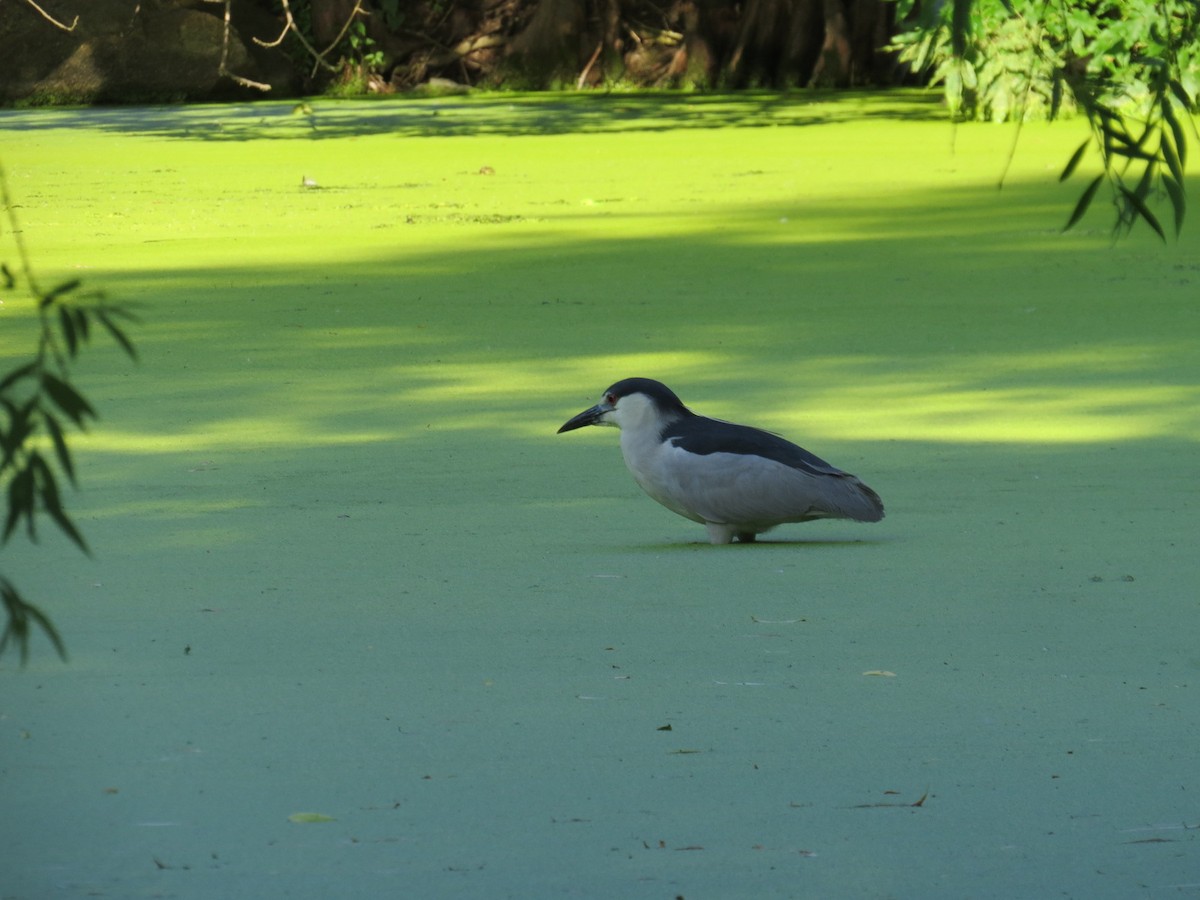 ゴイサギ - ML462582651