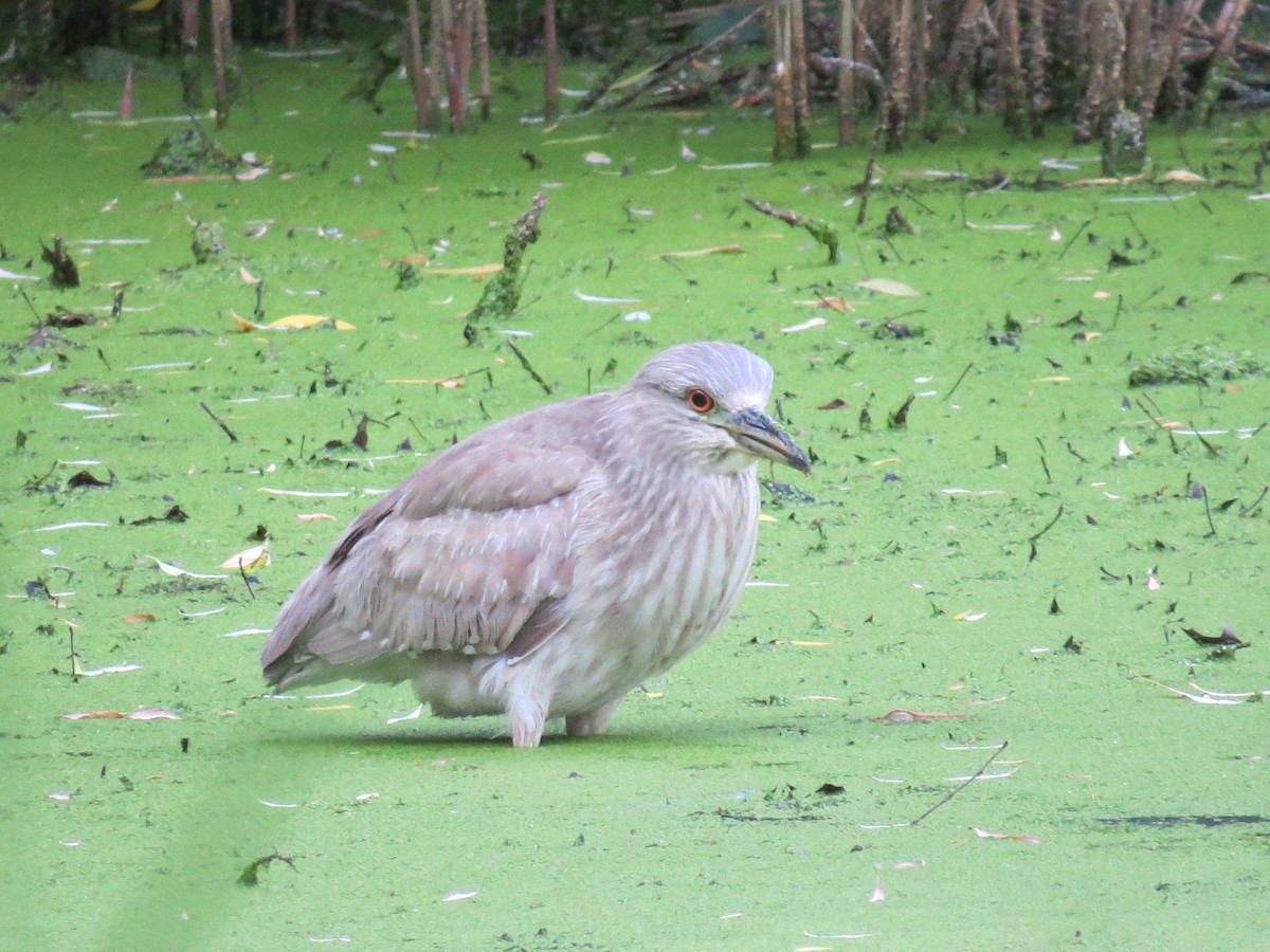 ゴイサギ - ML462582661