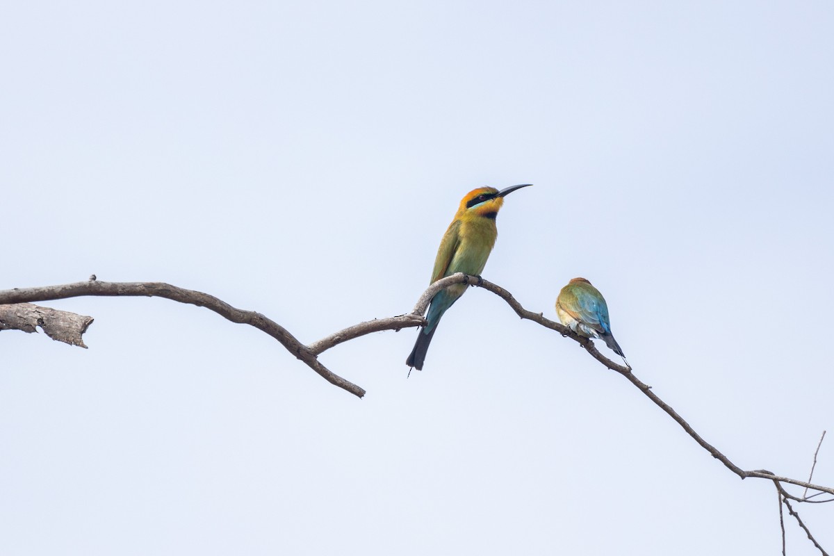 Rainbow Bee-eater - Richard and Margaret Alcorn