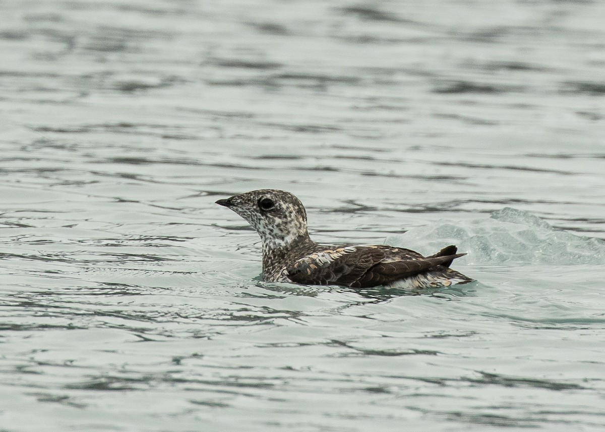 Kittlitz's Murrelet - ML462584651