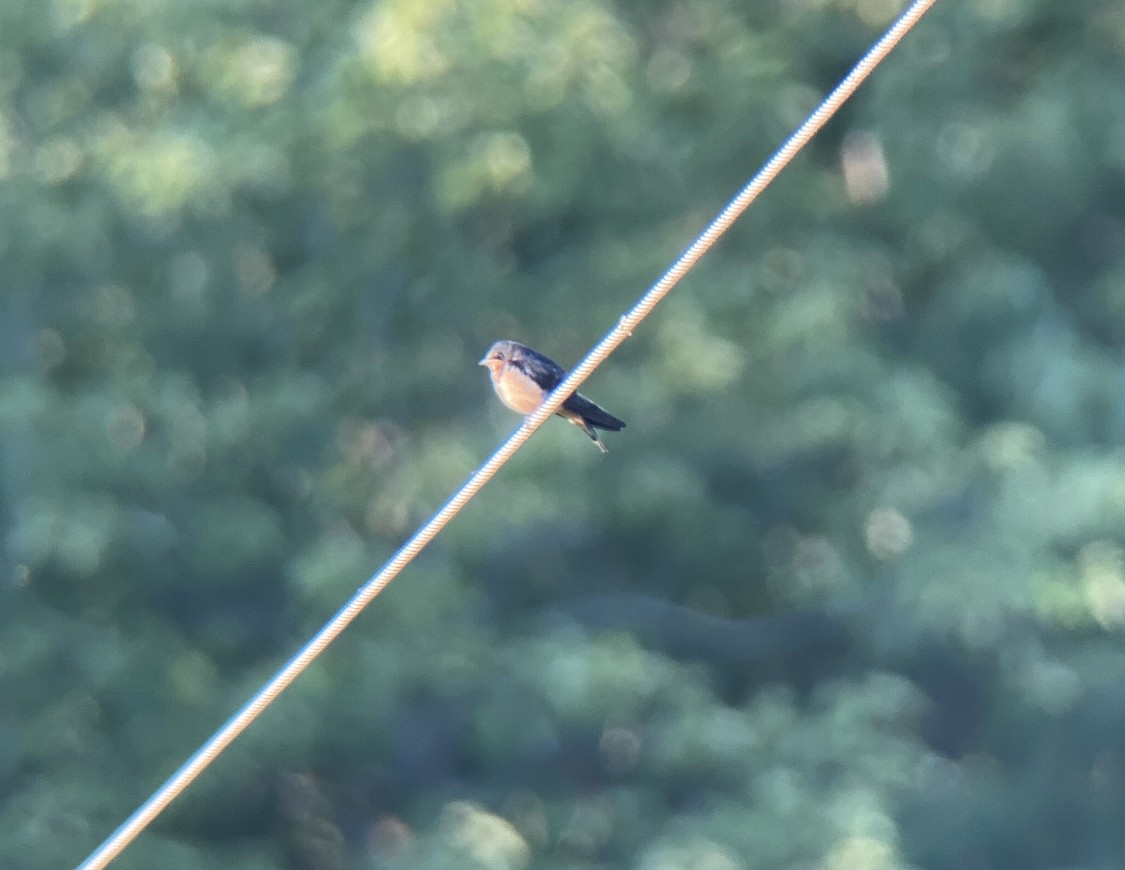 Barn Swallow - Jeff Kenney