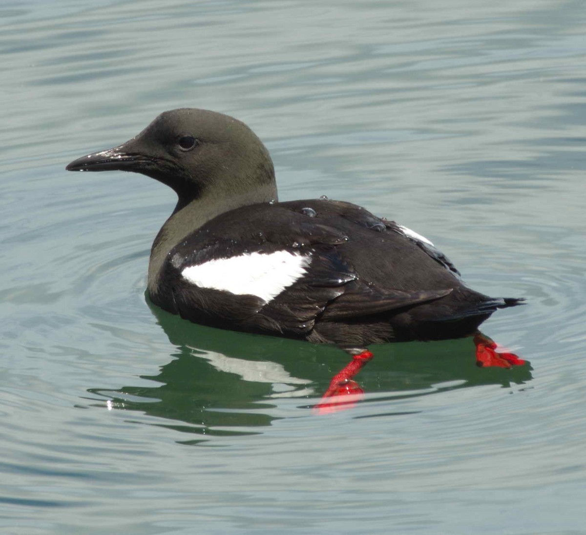 Black Guillemot - ML462585141