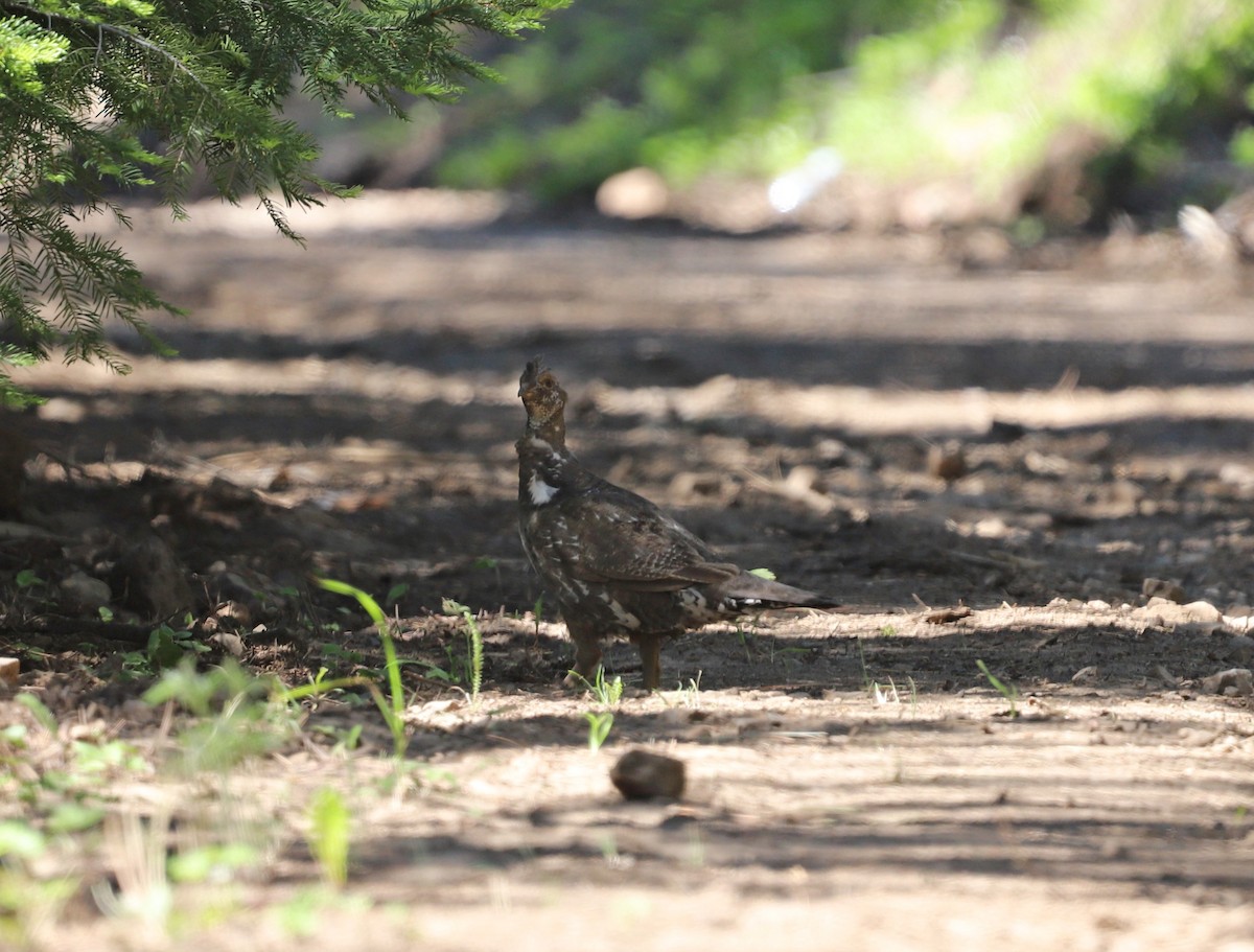 Dusky Grouse - ML462585401