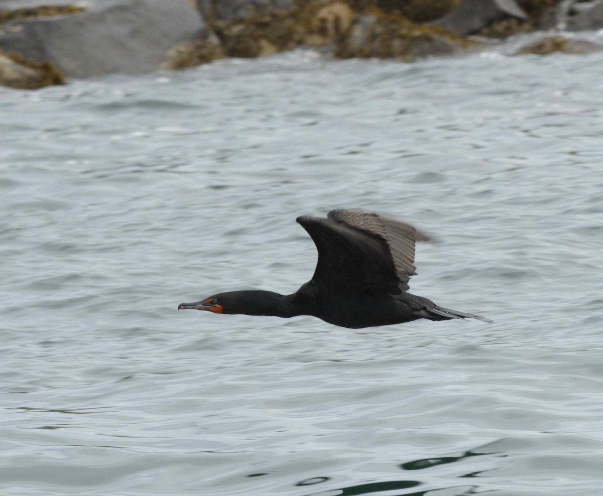 Double-crested Cormorant - ML462585461