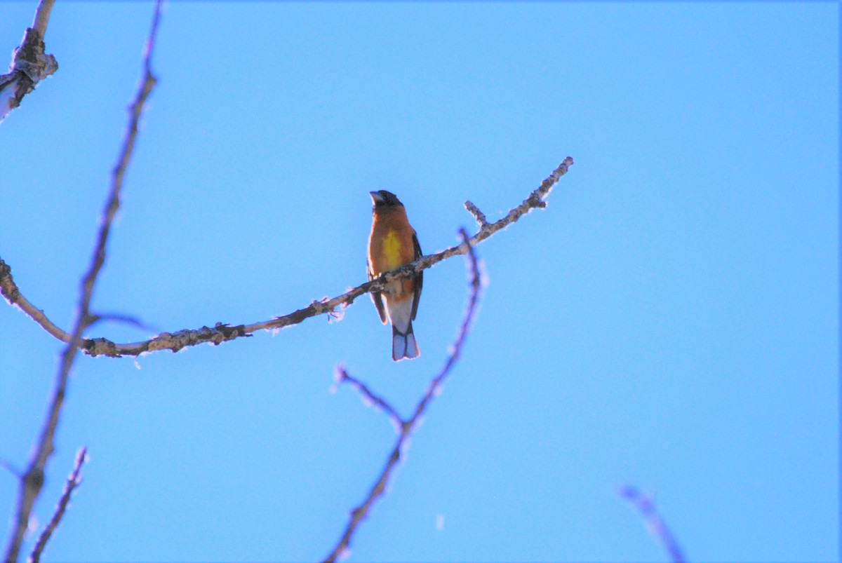 Black-headed Grosbeak - ML462585661