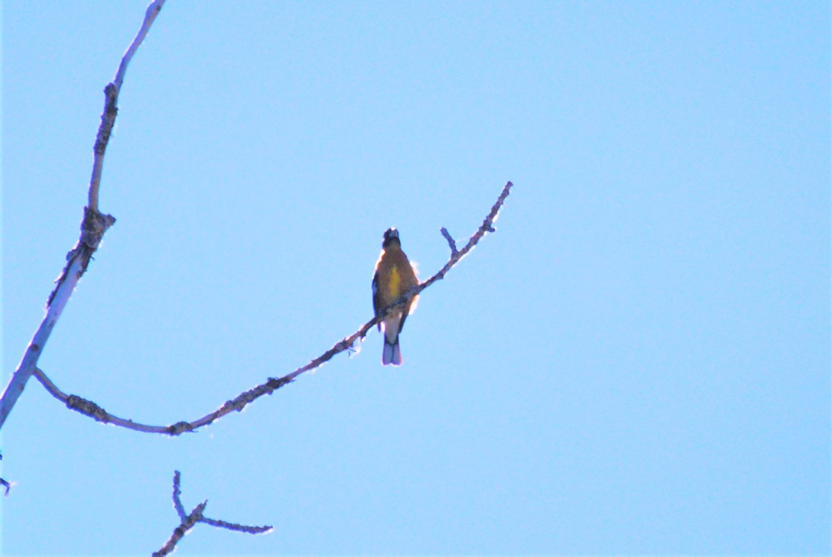 Black-headed Grosbeak - ML462585711