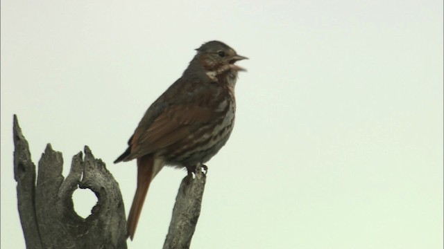 Fox Sparrow - ML462589