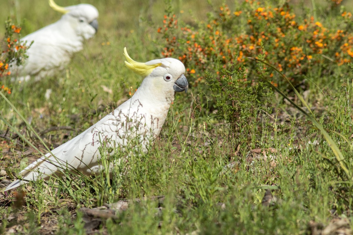 Sulphur-crested Cockatoo - ML462590281