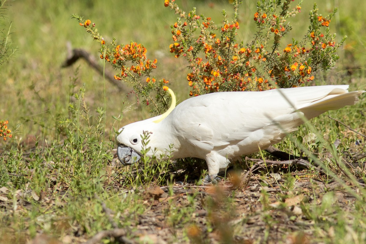 Sulphur-crested Cockatoo - Helberth Peixoto