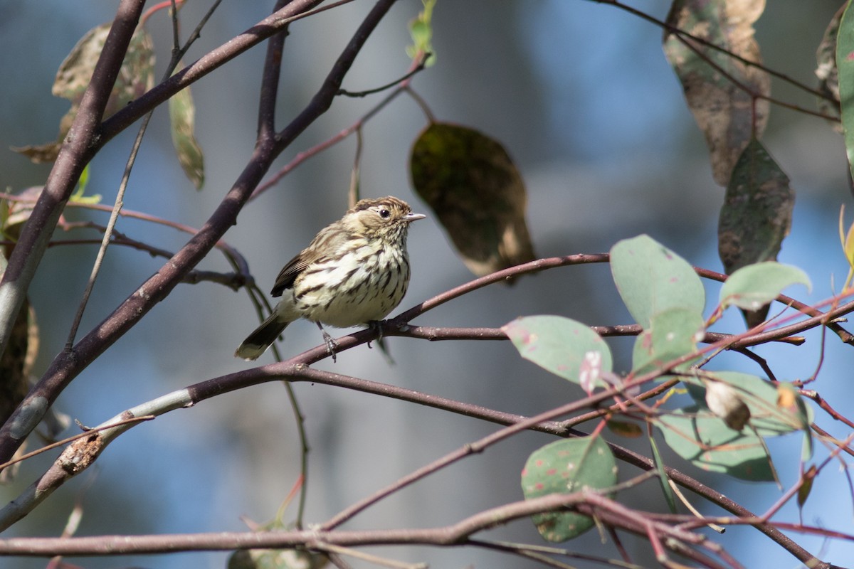 Speckled Warbler - Helberth Peixoto