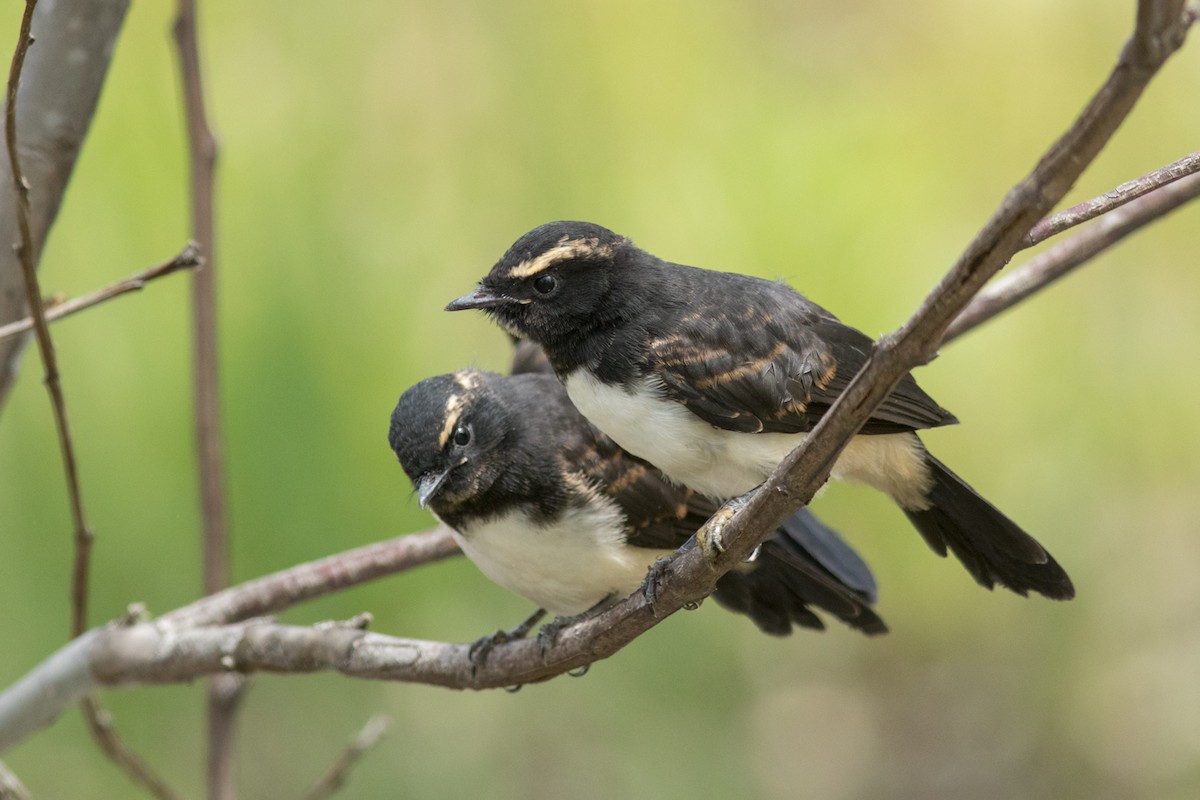 Willie-wagtail - Helberth Peixoto