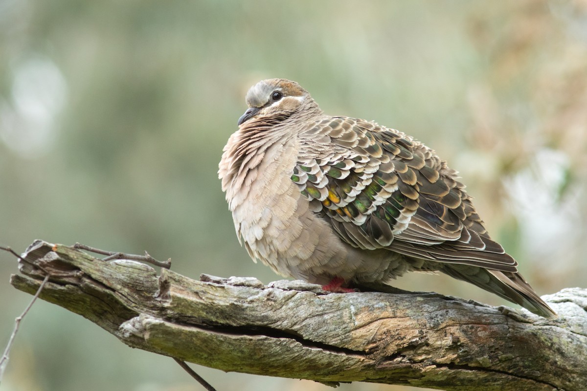 Common Bronzewing - ML462593611