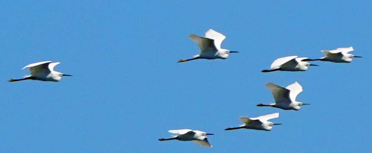 Little Egret - ML462594001