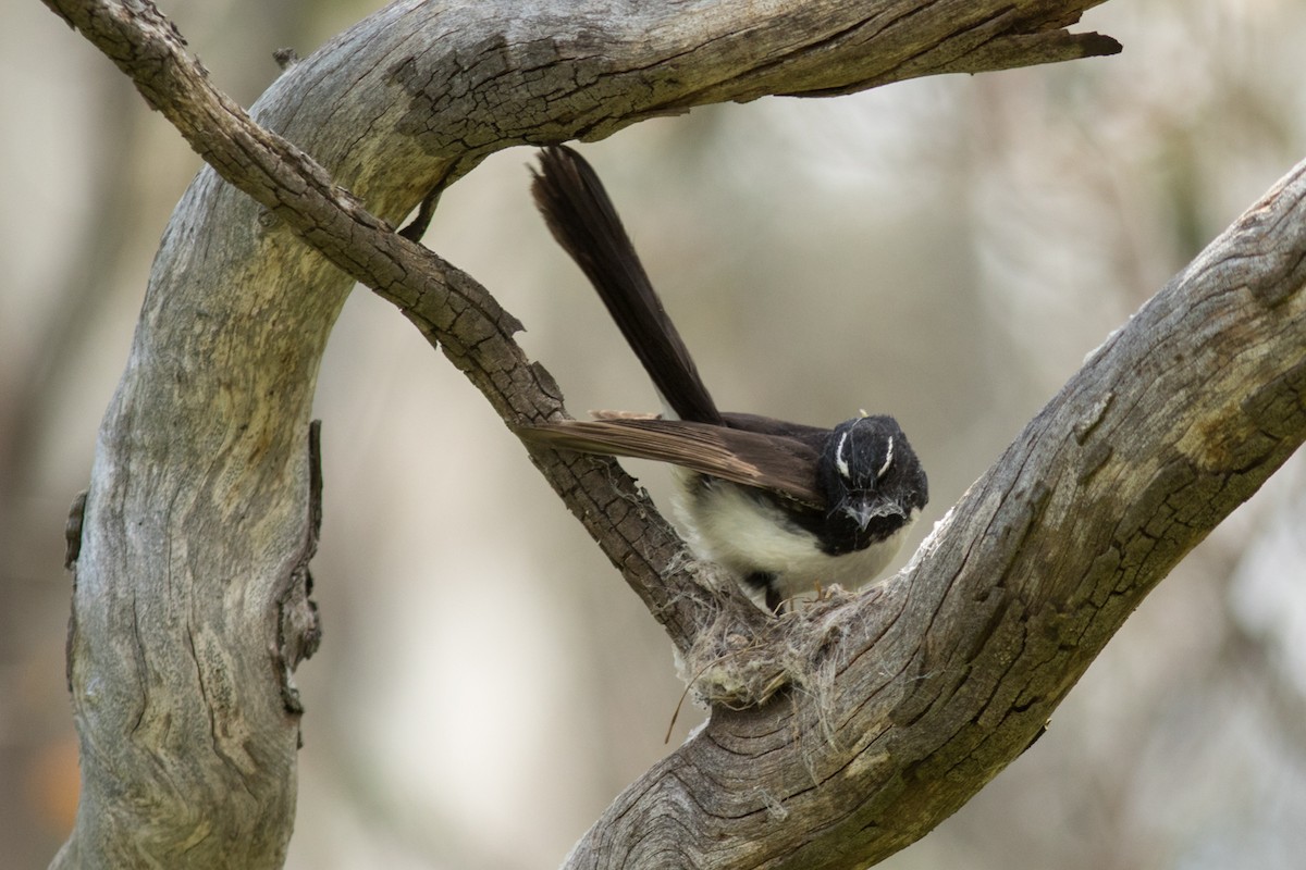 Willie-wagtail - ML462594031