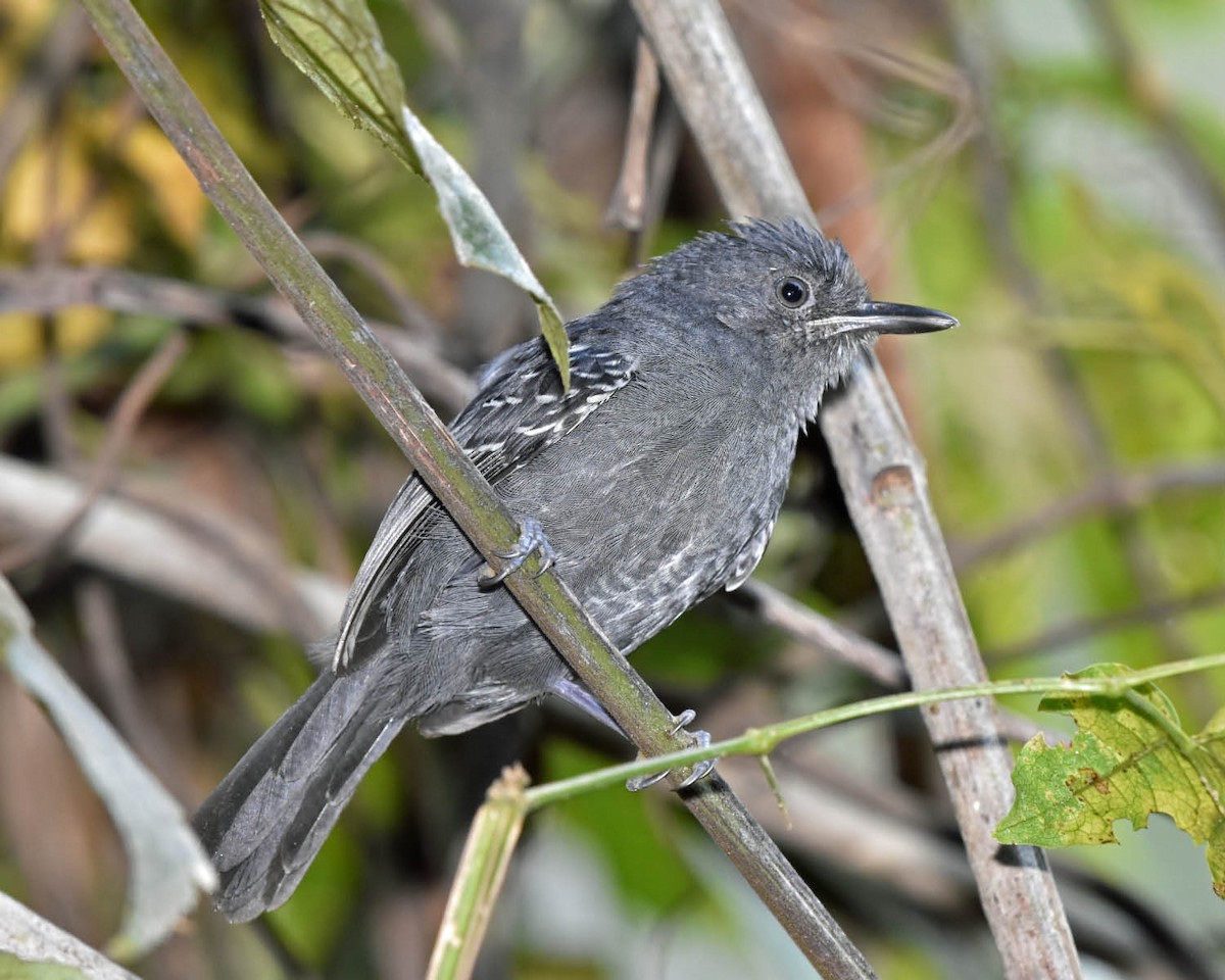 Blackish Antbird - ML46259461