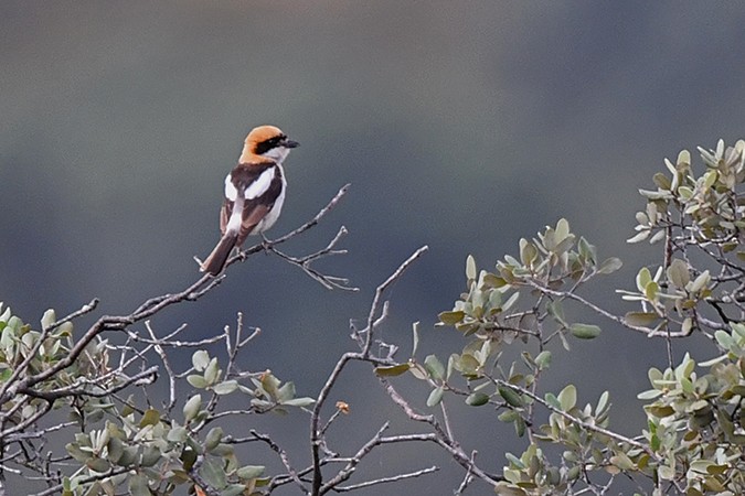 Woodchat Shrike - ML462595721
