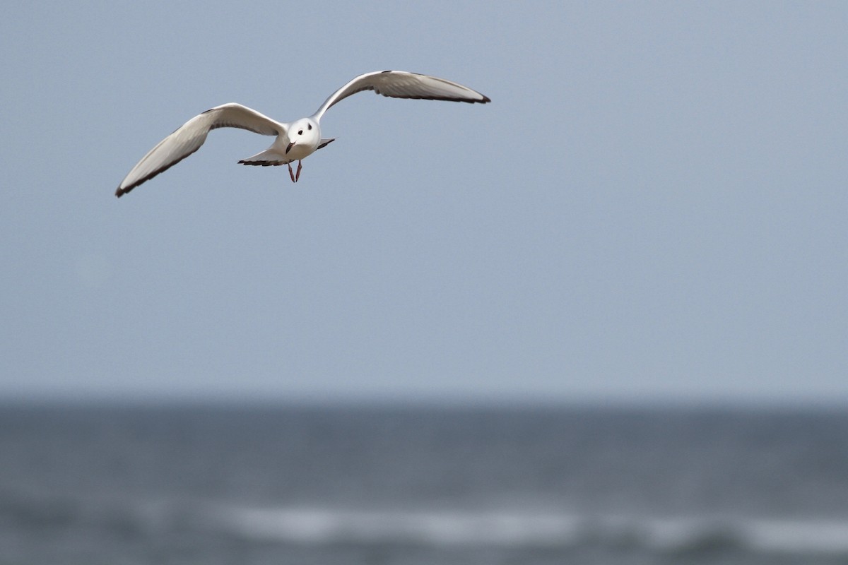 Bonaparte's Gull - Evan Lipton