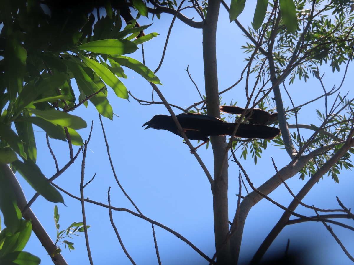 Yucatan Jay - ML462596611