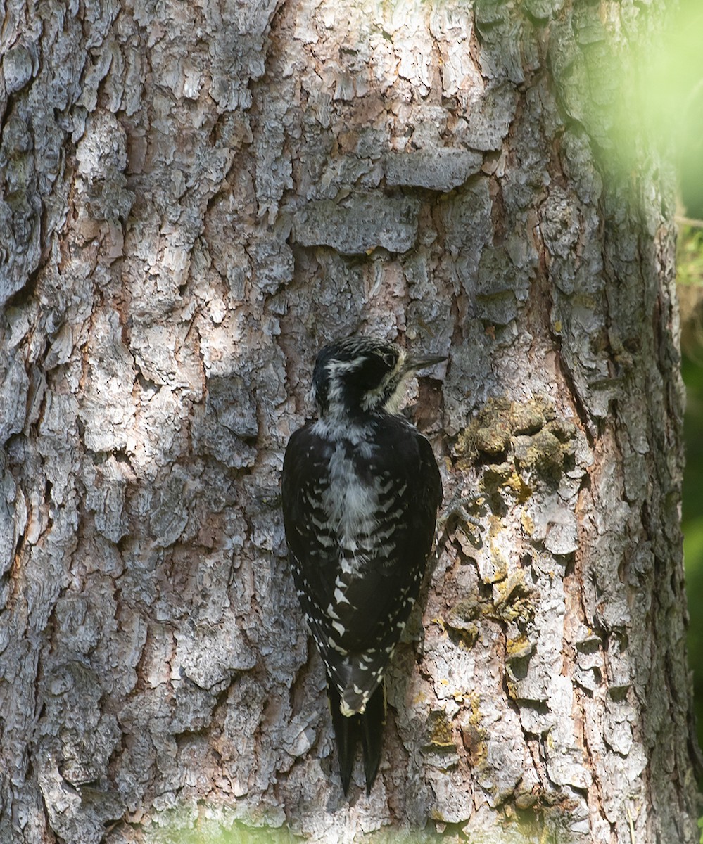 American Three-toed Woodpecker - Michael Todd