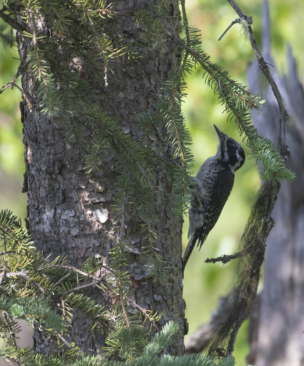 American Three-toed Woodpecker - ML462598491