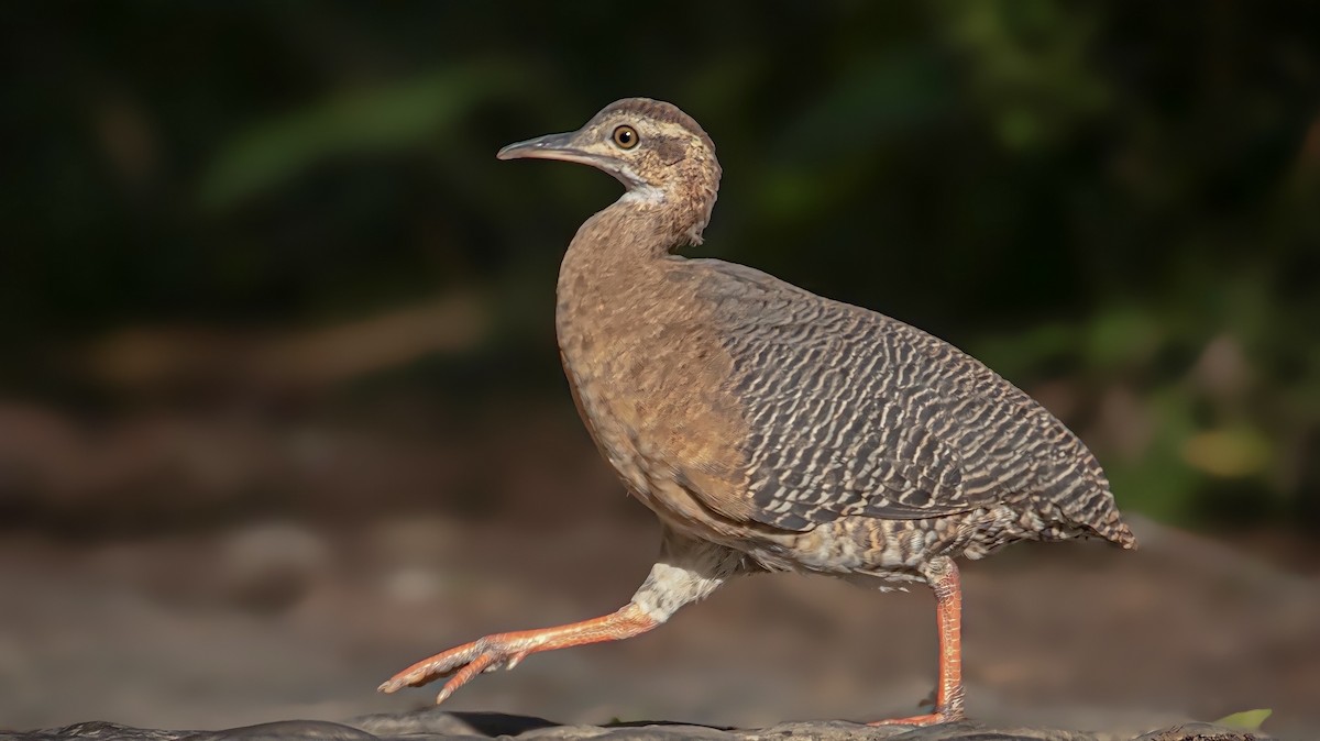 Thicket Tinamou - Marco Zozaya