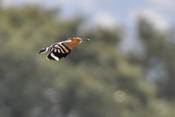Eurasian Hoopoe - ML462598971