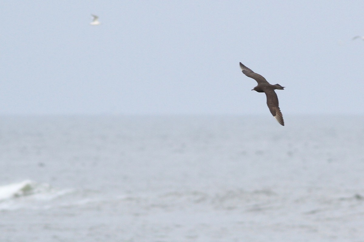 Parasitic Jaeger - Evan Lipton