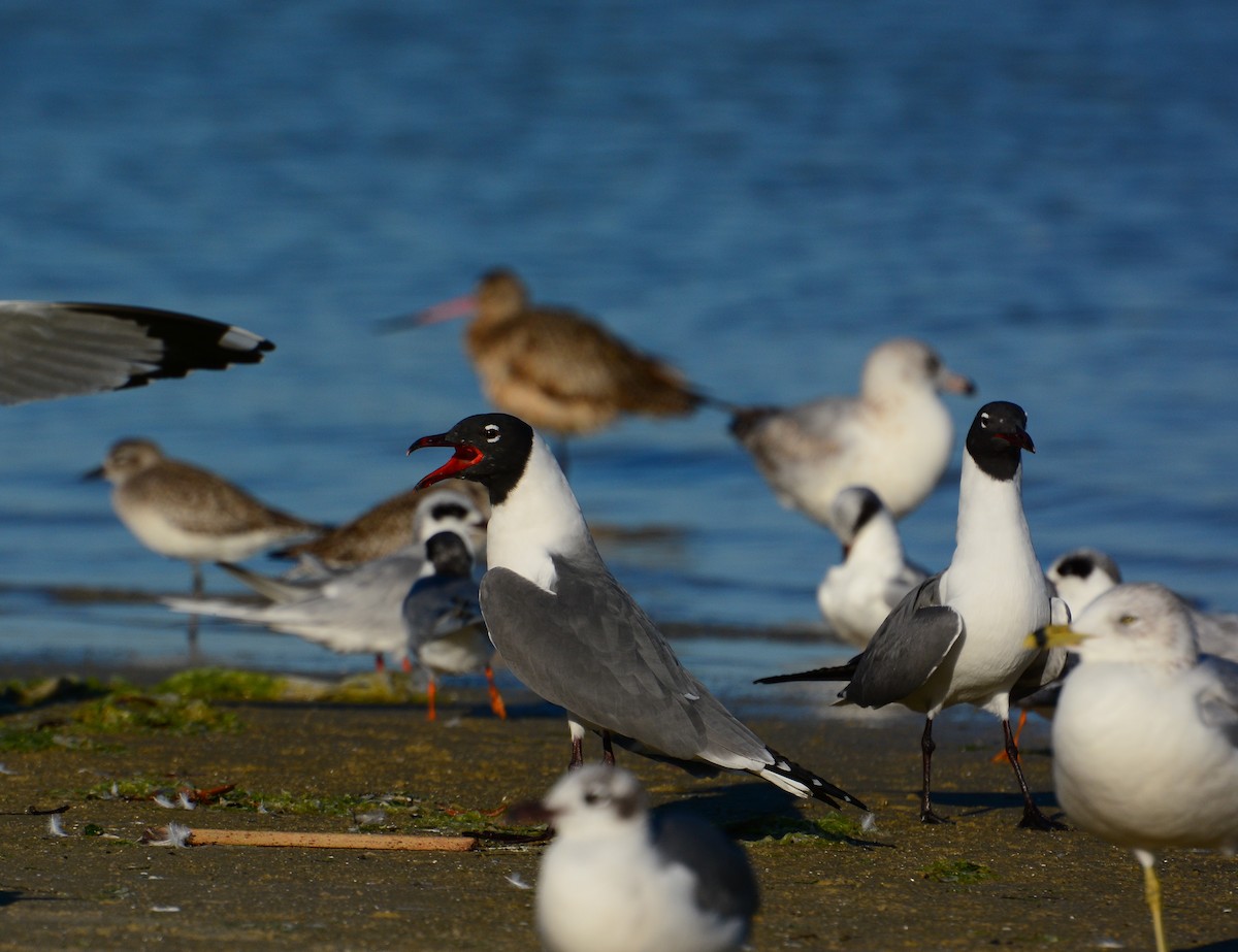 Laughing Gull - ML46259961